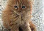 Pure Persian Cat