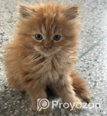 Pure Persian Cat