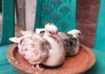 দেশি কবুতরের বাচ্চা