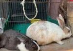 Rabbit 1 Jora