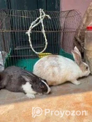 Rabbit 1 Jora