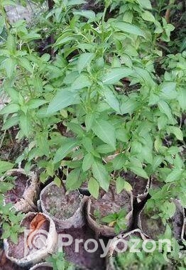 লেমন তুলসী চারা