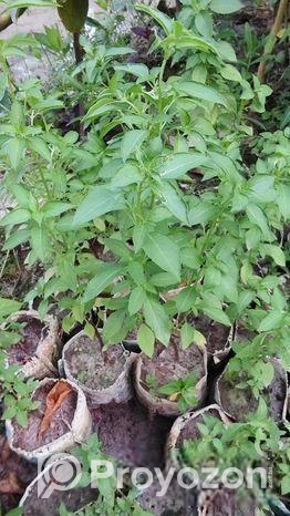 লেমন তুলসী চারা