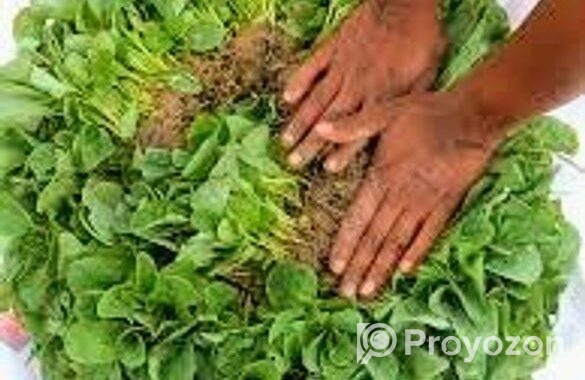 বাধা কপির চারা