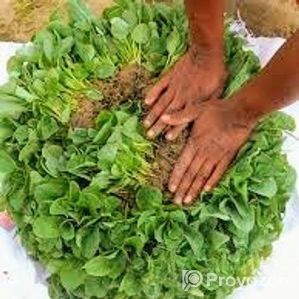 বাধা কপির চারা