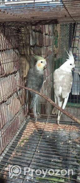 ককাটেল পাখি