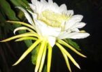 ড্রাগন গাছ বিক্রি হবে
