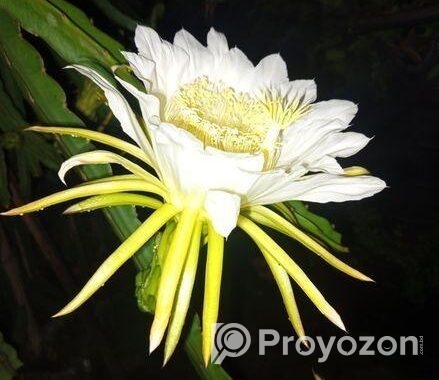 ড্রাগন গাছ বিক্রি হবে