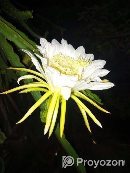 ড্রাগন গাছ বিক্রি হবে