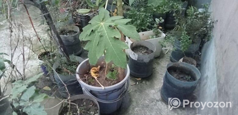 গাছের প্লাস্টিক টব মাটি সহ