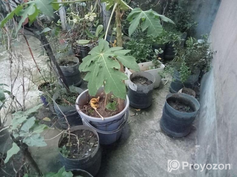 গাছের প্লাস্টিক টব মাটি সহ