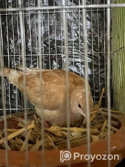 ঘুঘু পাখি