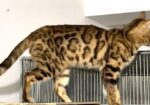 Bangle Female (adult) Urgent