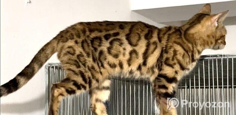 Bangle Female (adult) Urgent