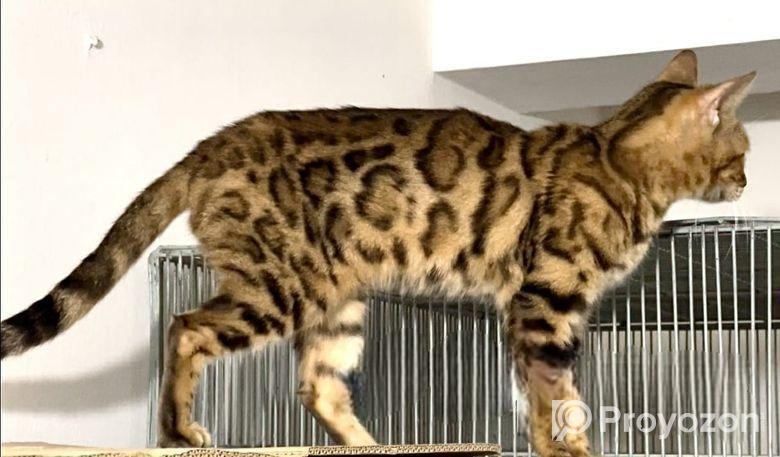 Bangle Female (adult) Urgent