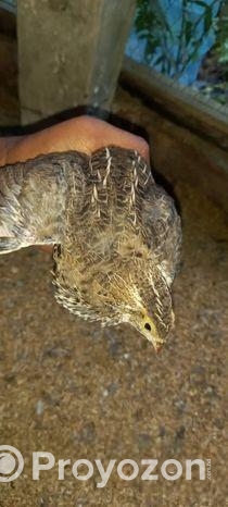 কোয়েল পাখি