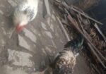 এক জোড়া দেশি মোরগ বিক্রি করা হবে