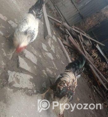 এক জোড়া দেশি মোরগ বিক্রি করা হবে