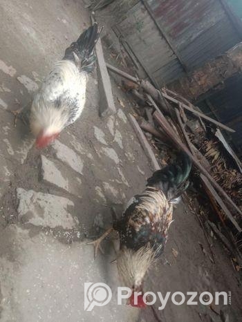 এক জোড়া দেশি মোরগ বিক্রি করা হবে