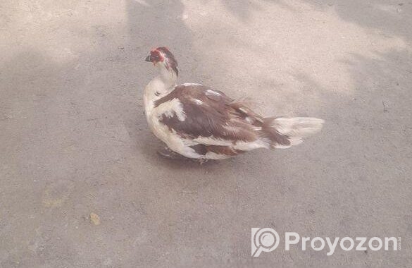 সাদা চিনাহাস