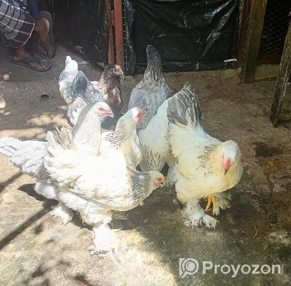 রানিং লাইট ব্রাহমা মোরগ মুরগি বিক্রয়