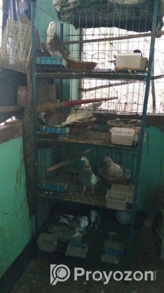 Kobutor & Khacha Bikri