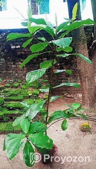 কাঠবাদাম গাছ