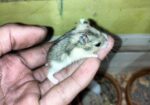 Hamster