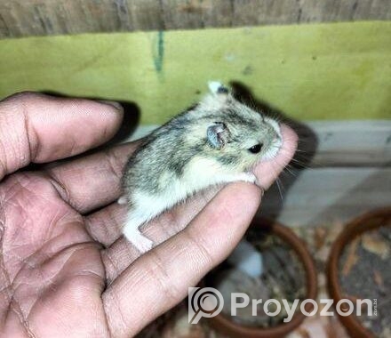 Hamster