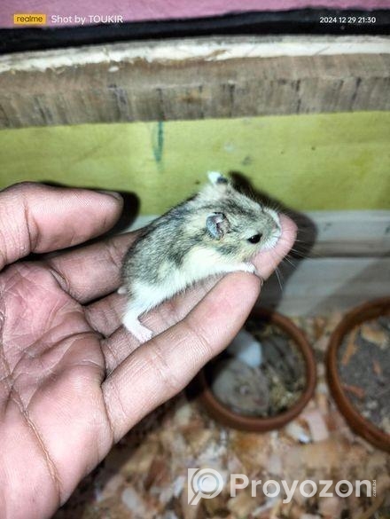 Hamster