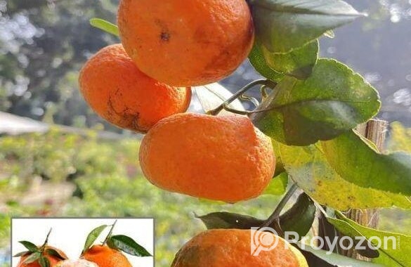দার্জিলিং কমলা চারা গাছ ১ পিস। শাহ্ এগ্রো ফার্মের