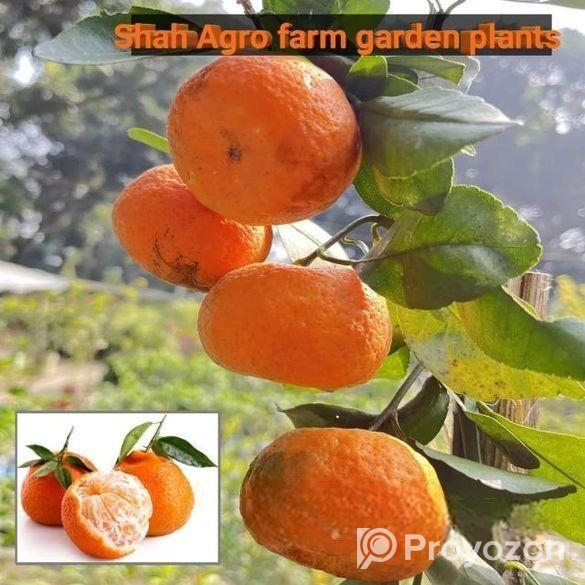 দার্জিলিং কমলা চারা গাছ ১ পিস। শাহ্ এগ্রো ফার্মের