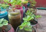 স্ট্রবেরি মাদার প্লান্ট