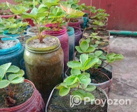 স্ট্রবেরি মাদার প্লান্ট
