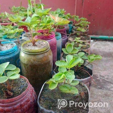 স্ট্রবেরি মাদার প্লান্ট