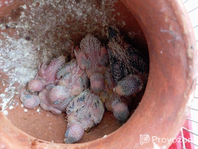 টেম সাইজ বাজরিকা