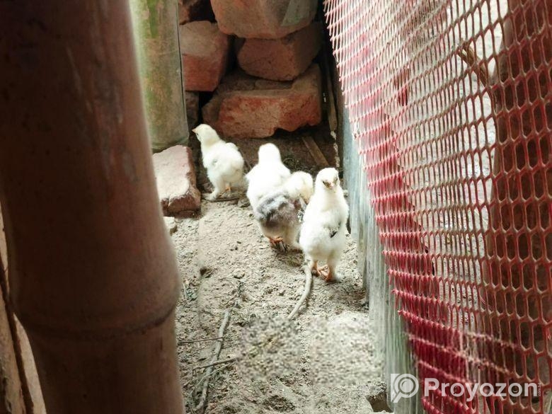 কলম্বিয়ান লাইট ব্রাহামা এর বাচ্চা বিক্রি হইবে।