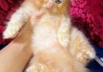 Pure Persian Female Cat
