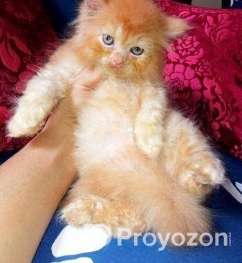Pure Persian Female Cat