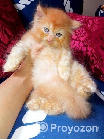 Pure Persian Female Cat