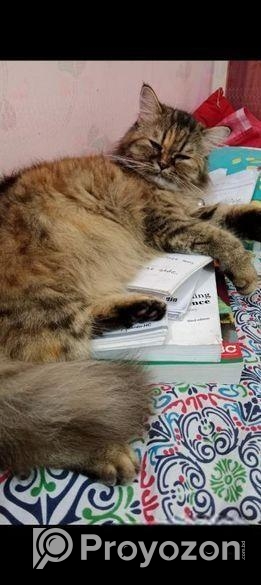 Punch face new adult female