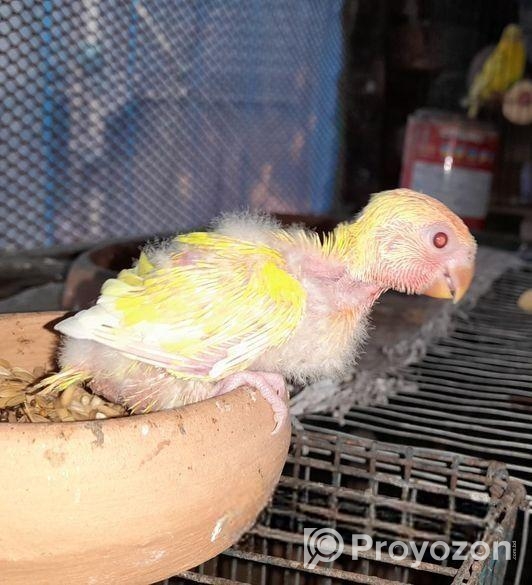 হেন্ডফিডিং সাইজ লাভবার্ড