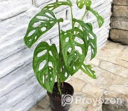 মন্সটেরা