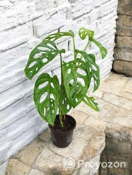 মন্সটেরা