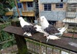 ফ্রিলব্যাক কবুতর রানিং জোড়া