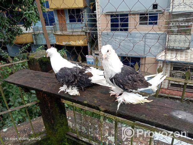 ফ্রিলব্যাক কবুতর রানিং জোড়া