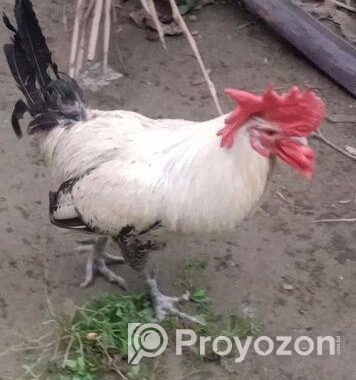 ফাওমি মোরগ (বড় মোরগ)
