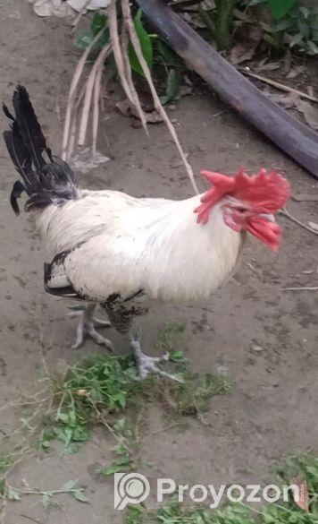 ফাওমি মোরগ (বড় মোরগ)