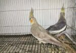 Grey Cockatiel