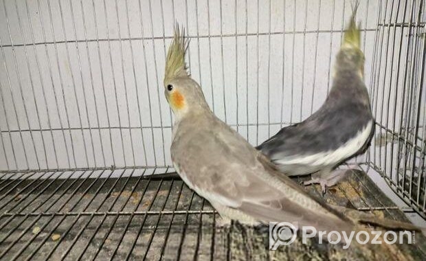 Grey Cockatiel